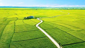 Cánh đồng Kơ Dơ